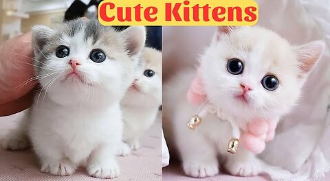Cute Baby Cats - Cute and Funny Cat Videos Compilation 2023 -