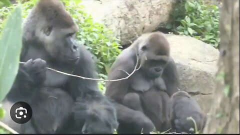 Gorilla Playtime: Boyfriend Tease Gets Girlfriend Fake Fury!