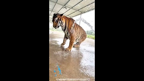Tiger reaction on bath
