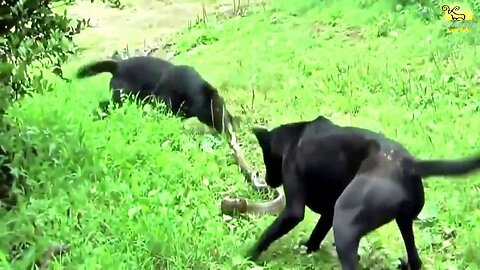 ᴴᴰ African Animals⭐Wild Animals fights to Death⭐Dog vs Cobra Snake-Extremely Fighting 2017