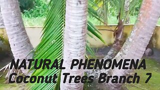 NATURAL PHENOMENA Coconut Trees Branch 7