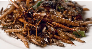 A New World Order's Devilry: Edible Worms - Would You Cook With Them or You'd Rather Say to ...?