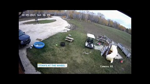 Dog Takes Golf Cart