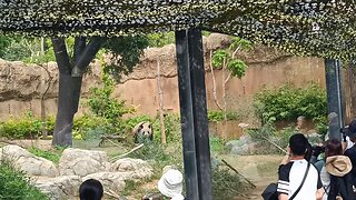Panda at Ueno Zoo Part 1
