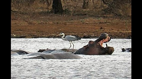 Heron displays impressive balancing skills on back of hippo