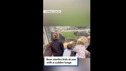 Bear Startles Kids at Zoo With Sudden Lunge and Paw Swipe