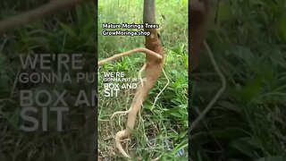 Mature Moringa Trees with Tap Root