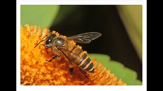 HONEYBEES GET WORLD'S FIRST VACCINE FOR BEES - CA BEEKEEPERS ASSOC BOARD MEMBER IS FOR IT