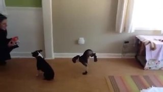 Dog decides to walk adorably on two legs