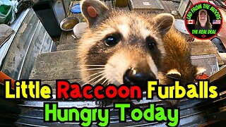 08-06-23 | Little Raccoon Furballs Hungry Today | The Lads Raccoon Vlog