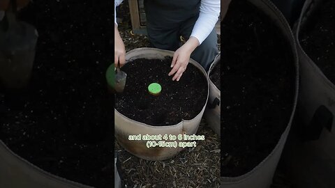 Growing GARLIC in GROW BAGS