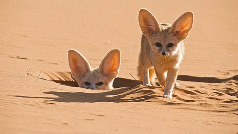 World's Smallest Wild Dog | Dogs in the Wild: Meet The Family