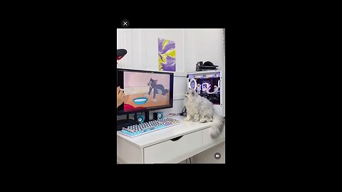 Cat surprised video in 2023