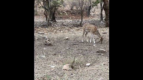 Deer siting in Ranthambore National Park