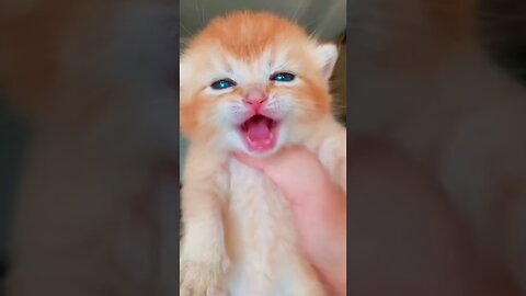 cat meme & kitten ( tik tok video ] - funny cats meow baby cute compilation [ cat cash home