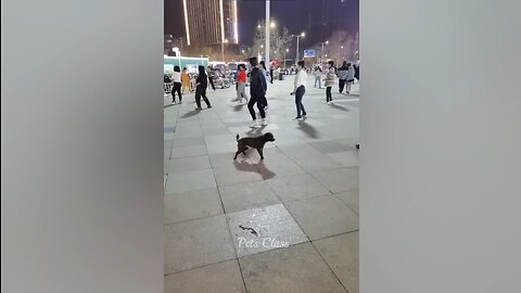 DOG IS DANCING!