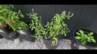 A tour with Von thru her emerging food forest in the hills of Pennsylvania