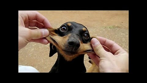 Funny Animal Videos 2022 - Funniest Cats And Dogs Video