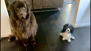 Newfie and Cavalier make feeding time adorable