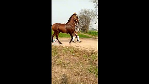 A Brown Horse Dancing