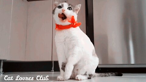 Luca cat (Cute Cat - Funny Cat - Kitten Domestic - Pet Adorable)