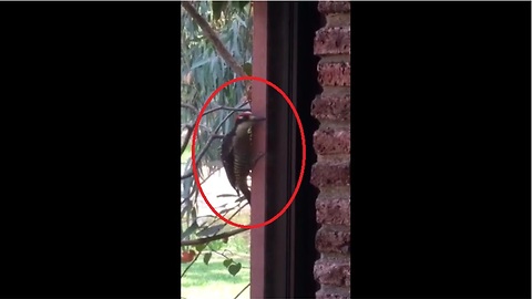 Woodpecker attempts to drill through window
