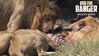 Lion Pride With A Zebra Meal | Maasai Mara Safari | Zebra Plains