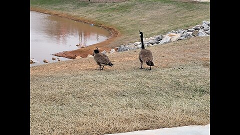 life at the pond