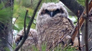 Mother owl watches over newborn as they eat breakfast