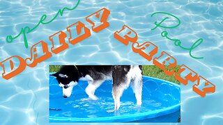 Laugh with This Husky's Pool Antics as Water Rises
