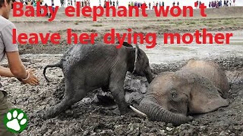 Baby elephant refuses to leave his mom’s side until they’re both free from muddy prison