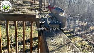 Awesome birds at the feeder