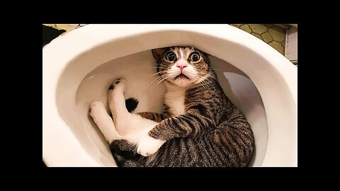 Funniest Cats 😹 - Don't try to hold back Laughter 😂 - Funny Cats Life