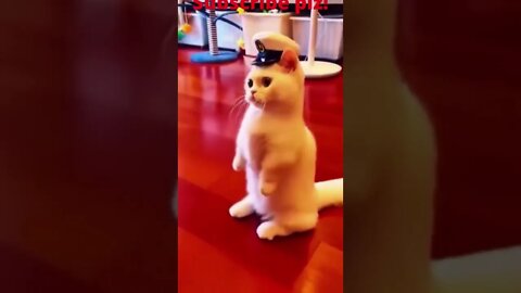 Cute Cat Funny Video @short @cutecat @cat @shorts @youtube @cute @funny @viral Full HD