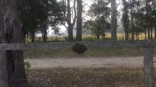 Bee swarm escaping the bush fires