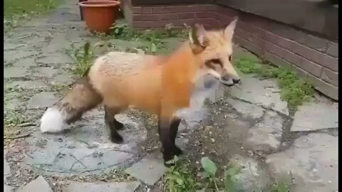 2A Fox - Funny fox