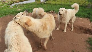 Livestock guard dogs engage in extremely rough playtime