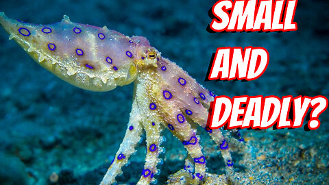 The Deadly Blue-Ringed Octopus!