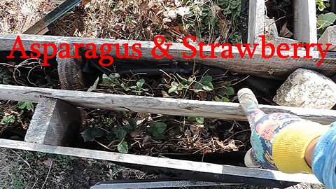 Strawberry cleanup & Asparagus transplant