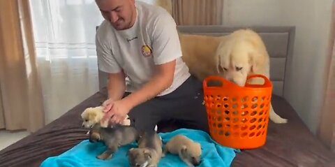 Golden Retriever Meets Puppies For The First Time
