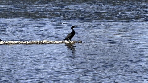 Cormorant enjoying the sunny warm day