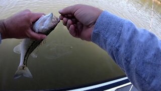 Lake Thurmond Fishing Report April 2020