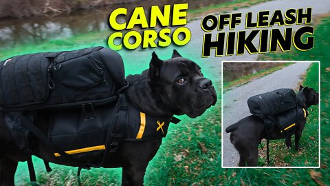 Cane Corso OFF LEASH Hiking - Giving Him a Job