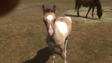 Bell: One-Week-Old Foal's Shy Encounter with Affection