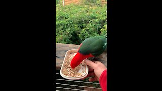 King parrots 🦜