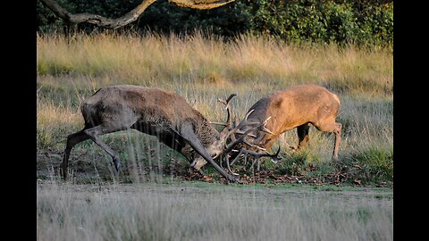 Some Known Questions About "Deer vs Elk: Which Is the Better Hunt in America?".