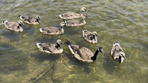 Canada Geese clan came in for some food