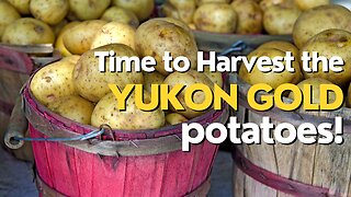 When and How to Harvest Your Potatoes