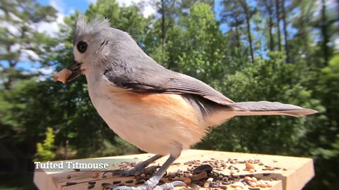 Tufted_Titmouse_-_Hear_their_Calls!_-_Watch_before_your_next_bird_outing