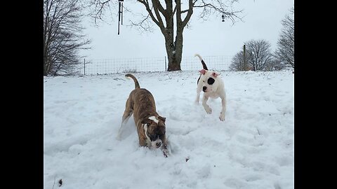 Alapaha Blue Blood Bulldogs & Our Newest Girl, Loretta Rose, Love Snow!!